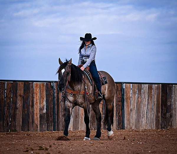 dressage-draft-horse