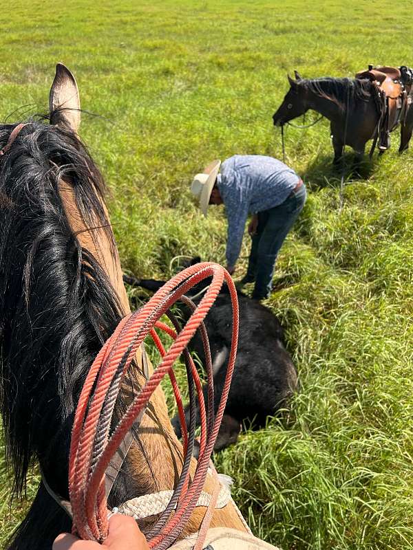 draft-horse