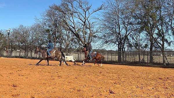 flashy-draft-horse