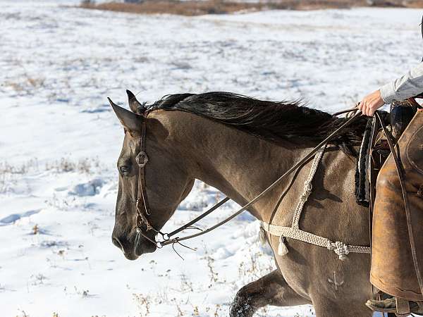 parade-draft-horse