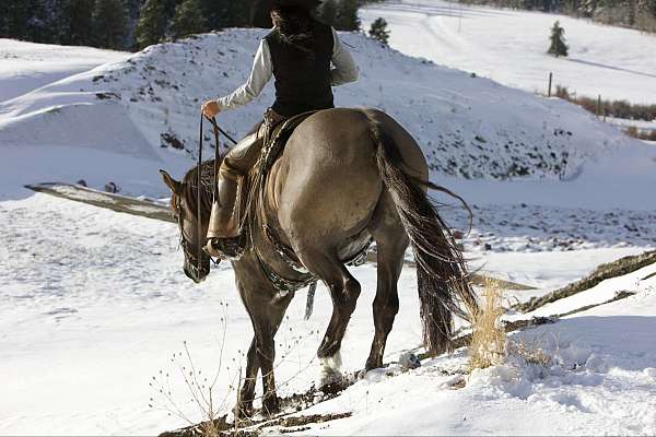 ridden-western-draft-horse