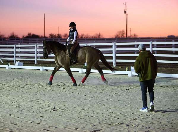 roping-draft-horse