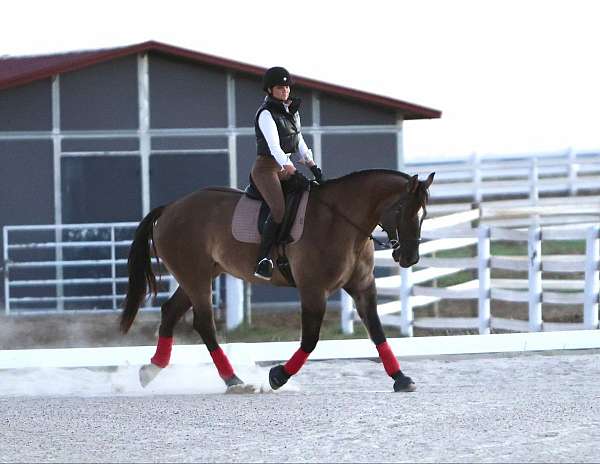 show-draft-horse