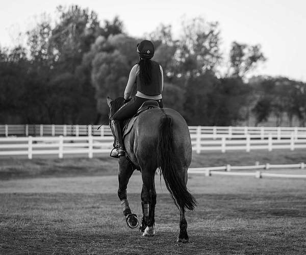 team-penning-draft-horse