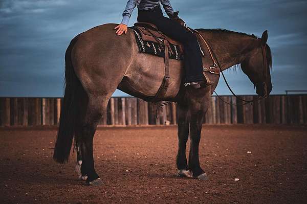 trail-riding-draft-horse