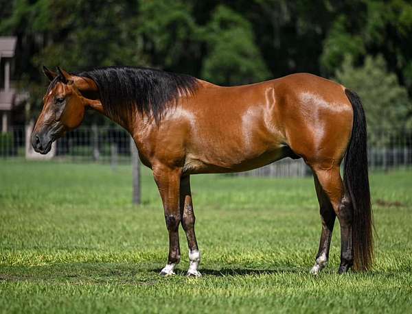 calf-roping-quarter-horse