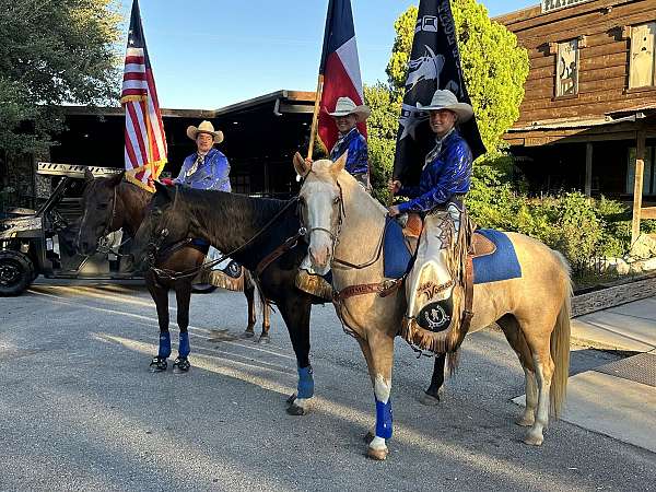 drill-team-haflinger-horse