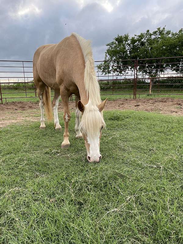 barrel-racing-haflinger-horse