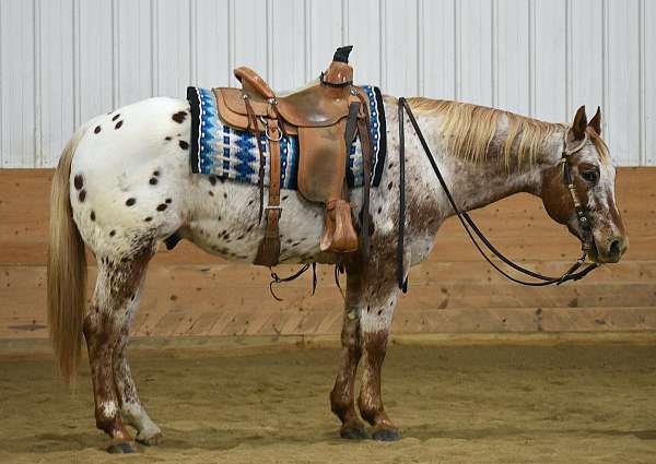 athletic-appaloosa-horse