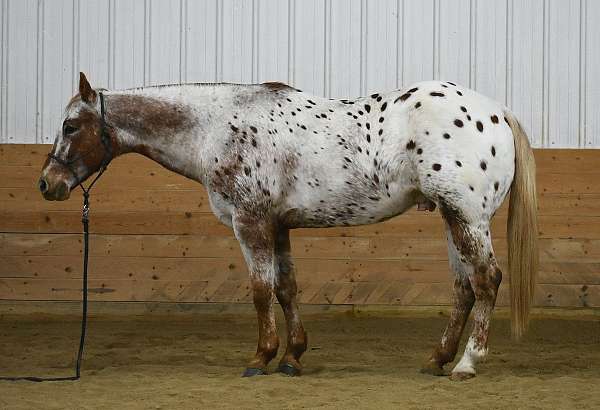 cutting-appaloosa-horse