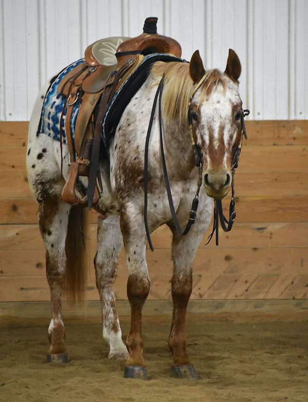 calf-roping-appaloosa-horse