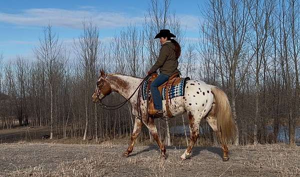 flashy-appaloosa-horse