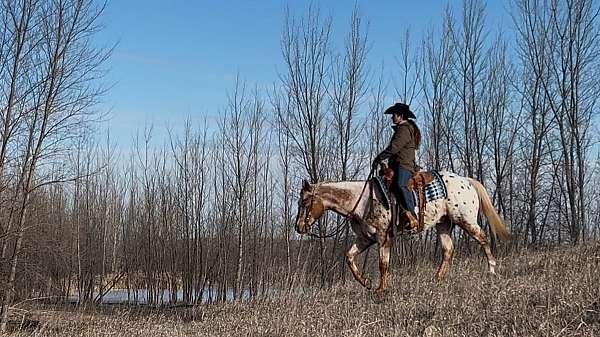 heel-appaloosa-horse