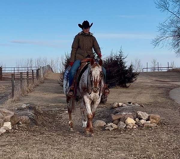 husband-safe-appaloosa-horse