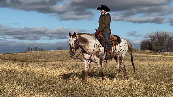 performance-appaloosa-horse