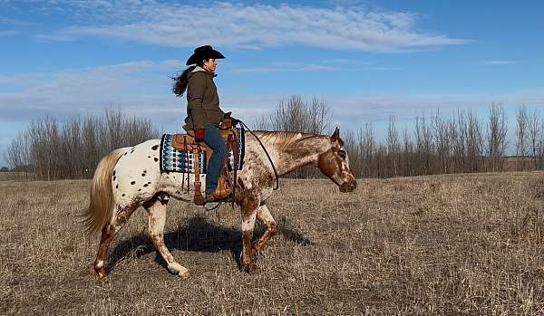 ranch-versatility-appaloosa-horse