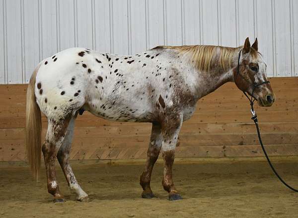 roping-appaloosa-horse