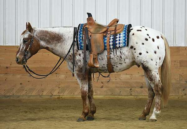 show-appaloosa-horse