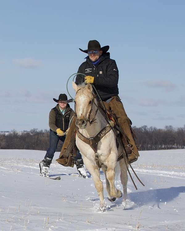 husband-safe-quarter-horse