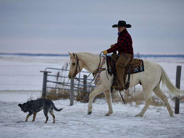 performance-quarter-horse