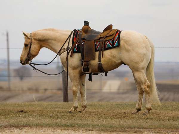 ranch-versatility-quarter-horse