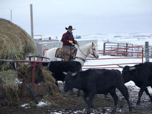 roping-quarter-horse