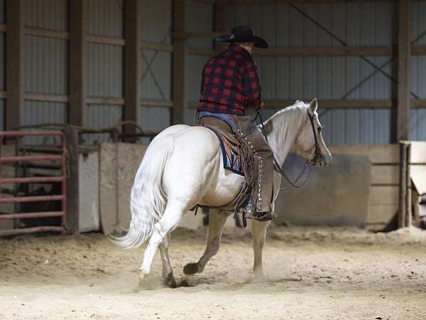 trail-riding-quarter-horse