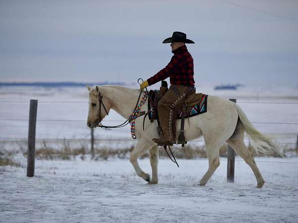 western-riding-quarter-horse