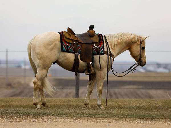 palomino-quarter-horse-gelding