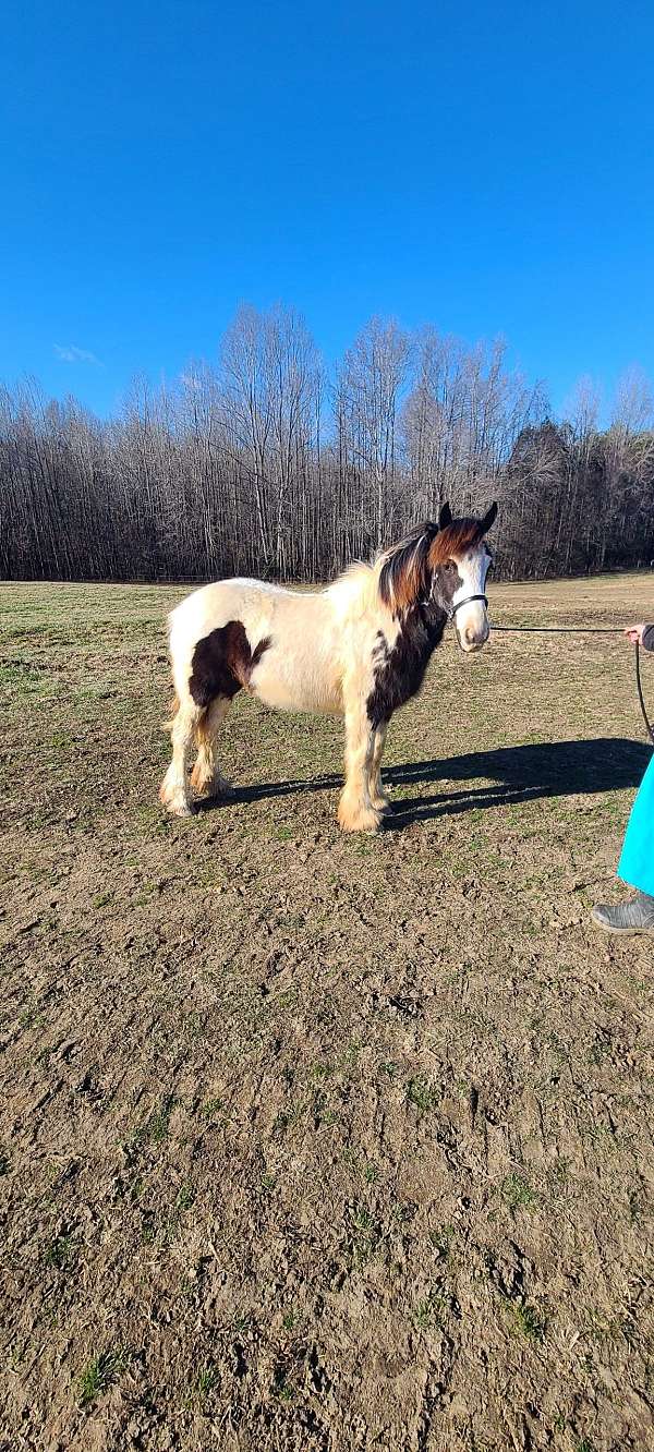 gypsy-gypsyvanner-gypsycob-filly