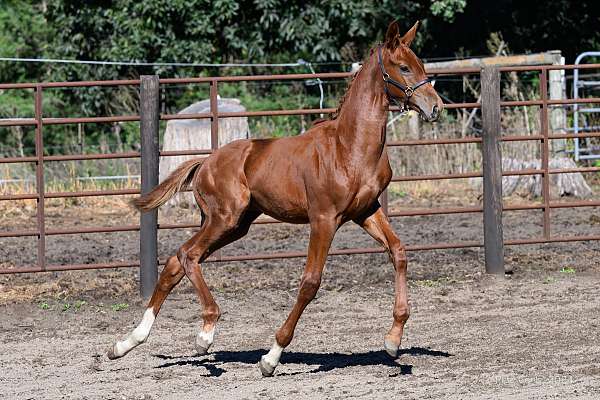 action-warmblood-horse