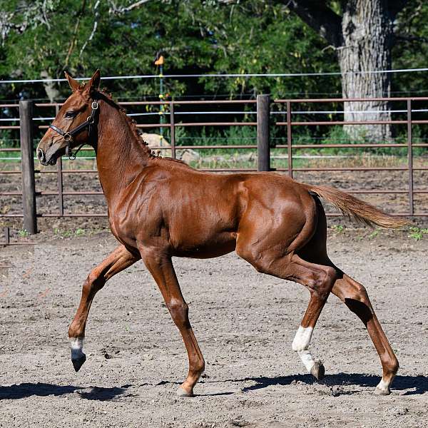 awards-warmblood-horse