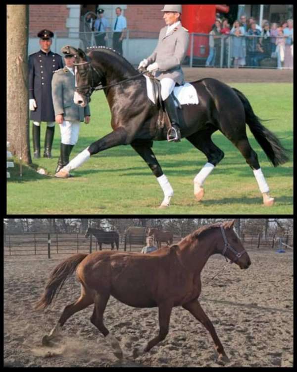 black-horse-warmblood