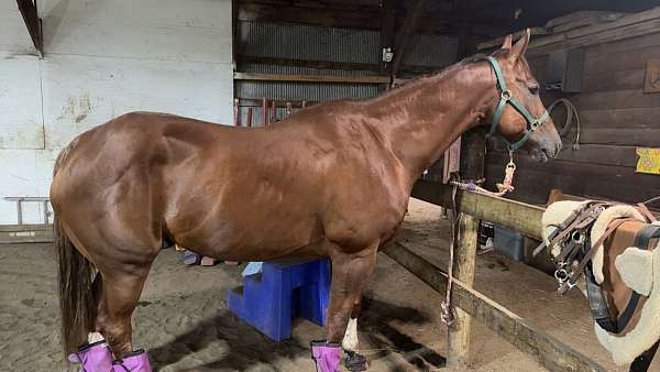 quarter-horse-gelding