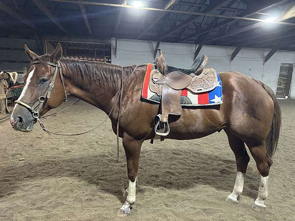 quarter-horse-for-sale