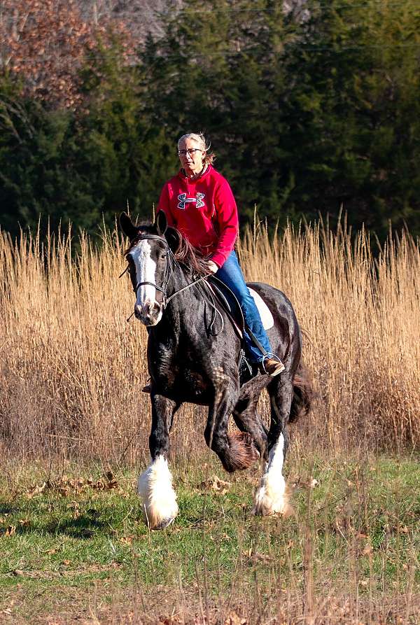 athletic-shire-horse