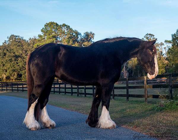 flashy-shire-horse