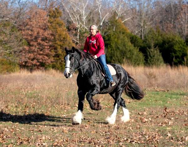 husband-safe-shire-horse