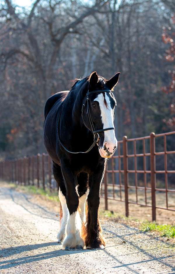 jumping-shire-horse