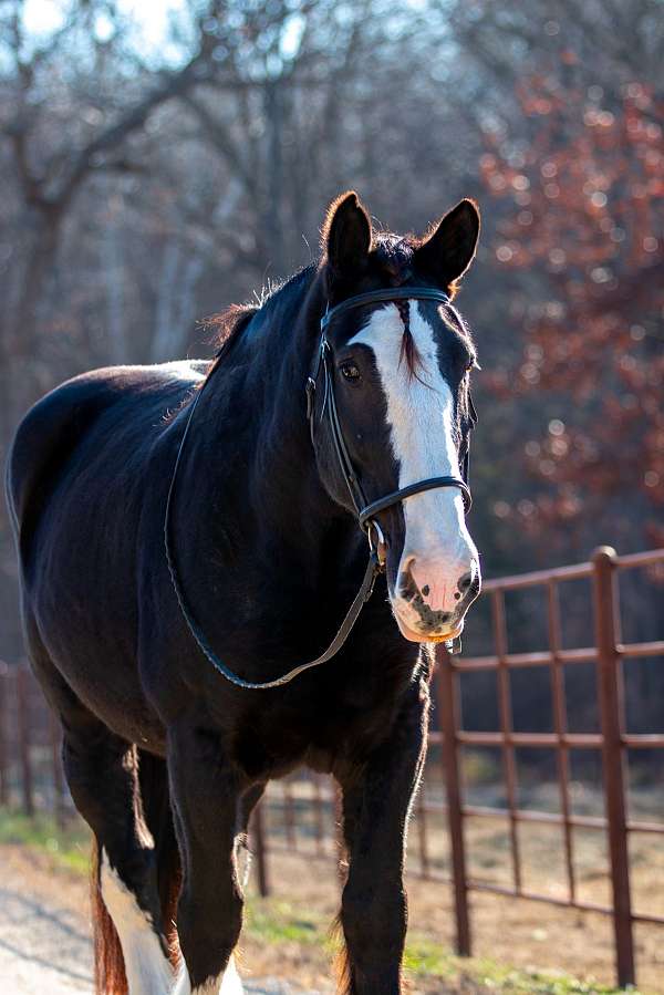 parade-shire-horse