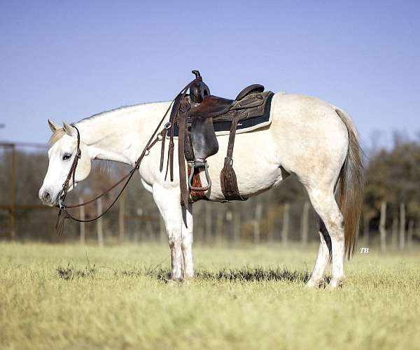 breeding-quarter-horse