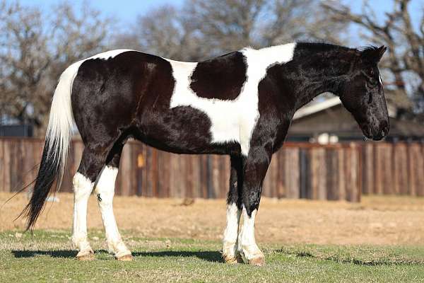 piebald-spotted-saddle-for-sale