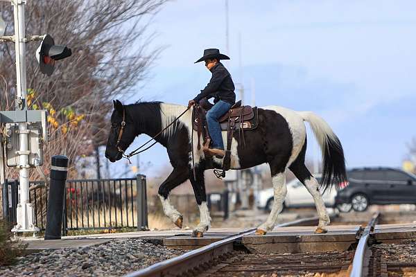 piebald-spotted-saddle-horse