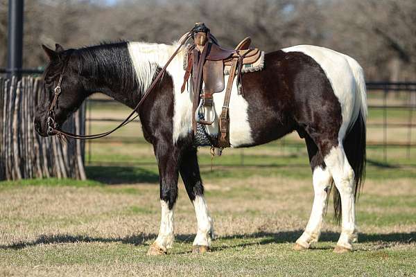 all-around-spotted-saddle-horse