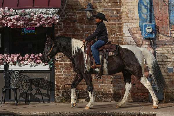 athletic-spotted-saddle-horse