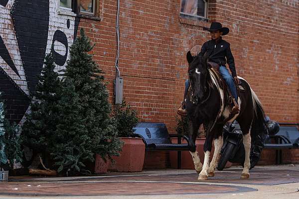 flashy-spotted-saddle-horse