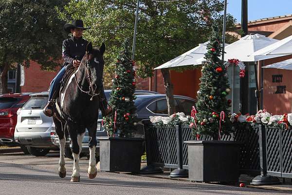 gaited-spotted-saddle-horse