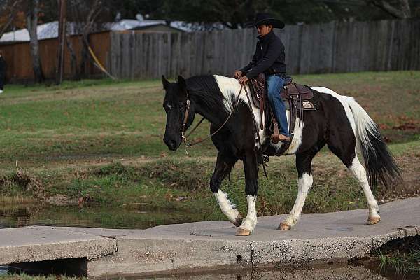 kid-safe-spotted-saddle-horse