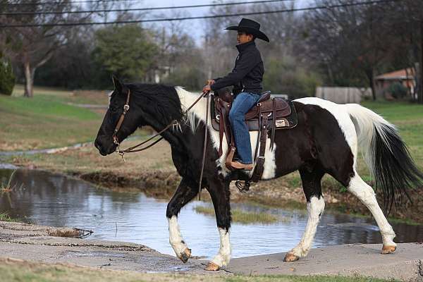 parade-spotted-saddle-horse