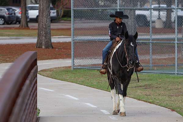 performance-spotted-saddle-horse